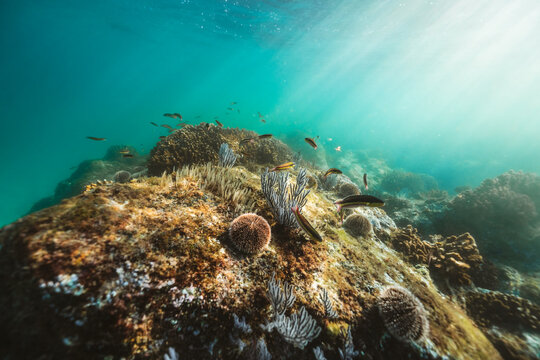 wide underwater reef scene in soft teal light with small fish