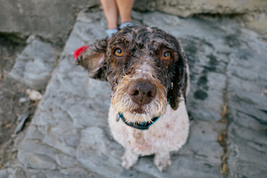 Curious Wet Dog on Stone Pavement