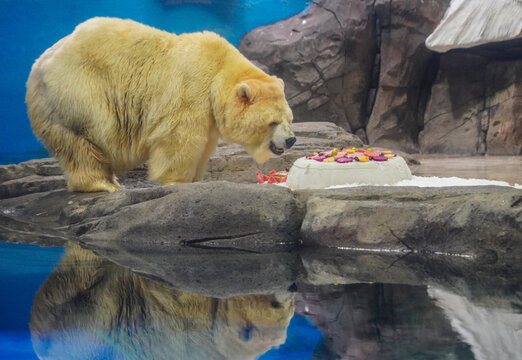 Polar Bear Celebrates with Birthday Cake in Zoo Habitat