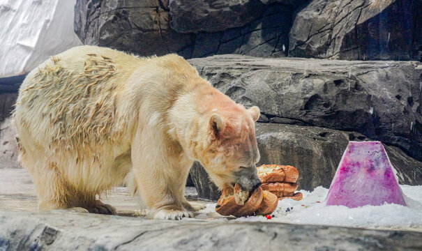 Polar Bear Munching Bread at Zoo Enclosure