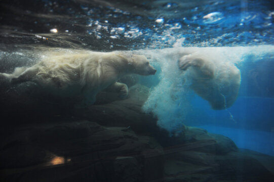 Polar Bears Swimming Underwater in Arctic Sea