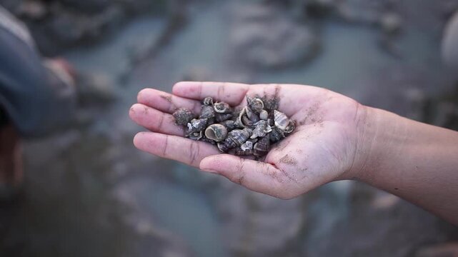 Close-up top view of mother's hand holding hermit crab on muddy beach. Child's hands softly blurred in background while searching and placing hermit crabs into the mother's palm