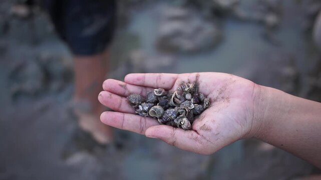 Close-up top view of mother's hand holding hermit crab on muddy beach. Child's hands softly blurred in background while searching and placing hermit crabs into the mother's palm