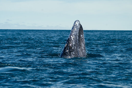  grey whale spy hopping vertically out of calm grey ocean