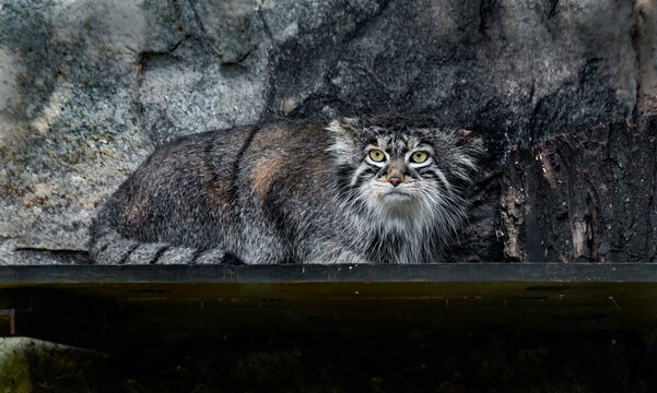 Palas cat on the board. Latin name - Felis manul	