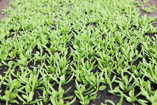 Arugula plantation. Green sprouts for health food market. Fresh arugula leaves. Leaves from hydroponic vegetables. Images of organic products. Farming