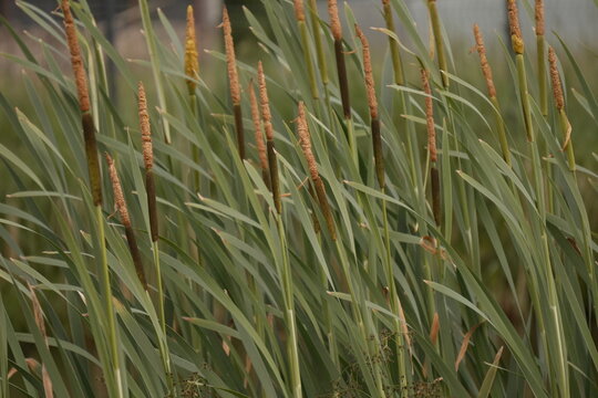 Dense Cluster of Tall Green Cattails with Brown Flower Heads Swaying in a Blurry Wetland Environment a Natural Botanical Growth Pattern