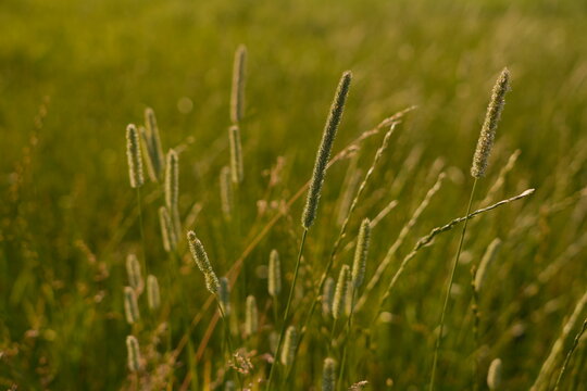 Golden Hour Sunset Light on Tall Grass Seed Heads in a Serene Meadow with Soft Bokeh Background