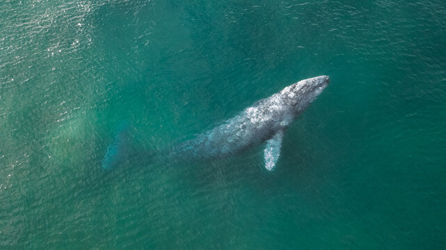 grey whale swimming in shallow turquoise water