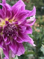 Artistic close-up of a vibrant purple decorative dahlia with elegantly twisted petals against a soft natural garden background, creating a striking floral composition. © ElviraArtstar