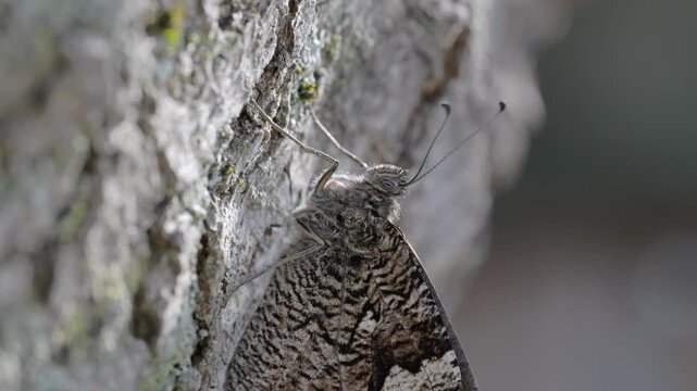Close-Up of Camouflaged Gray Butterfly on Tree Bark