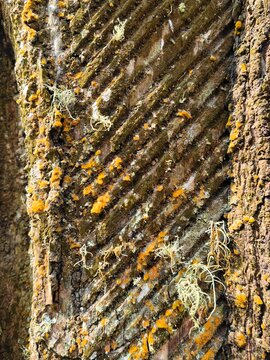 Texture of Pinus merkusii pine tree bark with natural grooves, green moss, and orange fungus growing tightly attached.