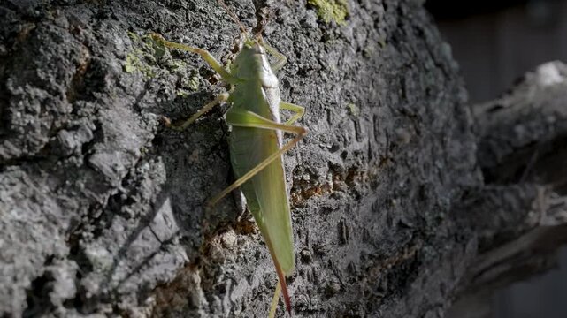 Green Katydid Grasshopper on Tree Trunk Bark