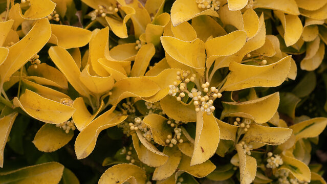 euonymus japonicus aureomarginatus golden variegated leaves with white flowers close up