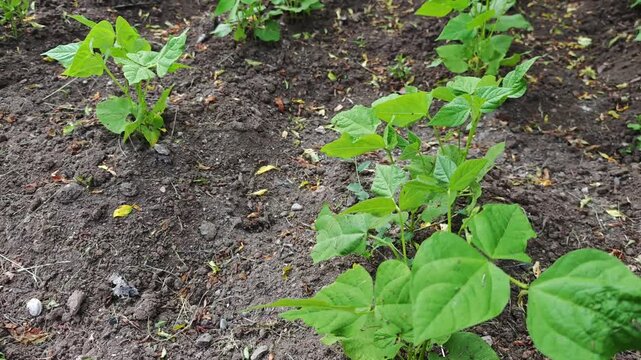 Rows of young green bean seedlings growing in a vegetable garden. The camera slowly pulls back, revealing more of the cultivated land