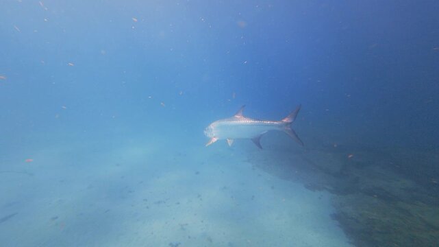 Tarpon swimming in ocean
