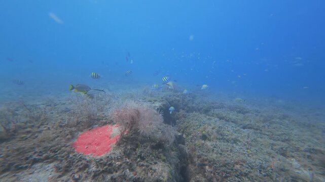 coral reef with school of fish