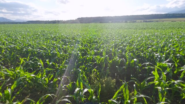 Water sprinkler irrigating a large, green cornfield on a sunny day in the countryside