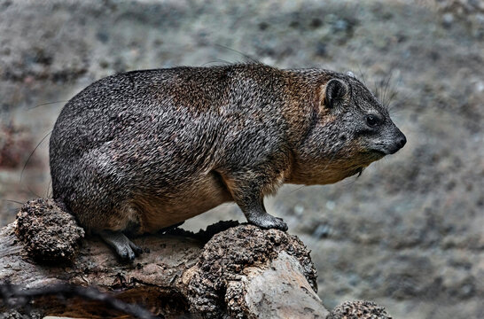 Rock hyrax on the beam. Latin name - Procavia capensis	