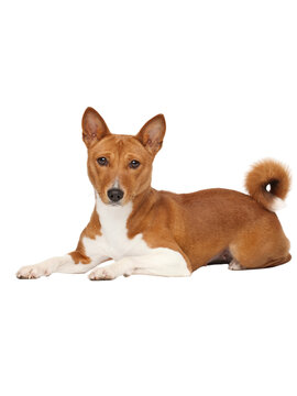 Beautiful basenji dog with smooth brown coat and white markings resting gracefully on the floor in a studio photography shot