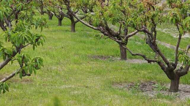 Neat rows of young peach trees growing in a green grass field. Beautiful agricultural landscape showing a fruit orchard in the springtime
