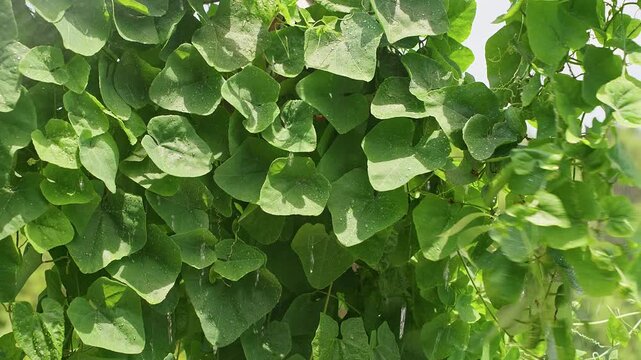Water Spraying Over a Wild Ivy Gourd Vine With Green Striped Fruits in Bright Sunlight, Plant Care, Healthy Growth, Organic Gardening
