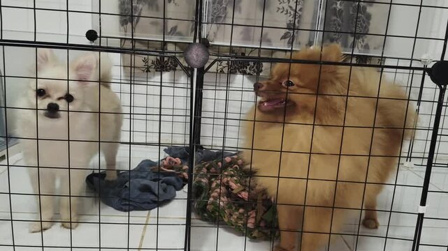 Two fluffy Pomeranians stand inside a wire dog cage together