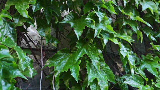 Lush green ivy leaves with lingering raindrops covering a building wall. The camera slowly pans across the fresh foliage, showing its texture