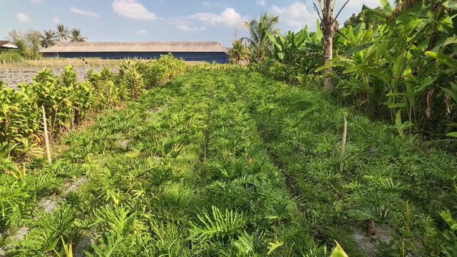 Lush green philodendron xanadu plants growing in rows at a tropical agricultural farm