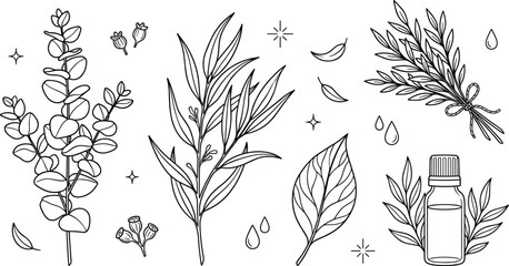 Minimalist eucalyptus leaf vector illustration set with essential oil bottle and herbal branch elements for cosmetics © Md
