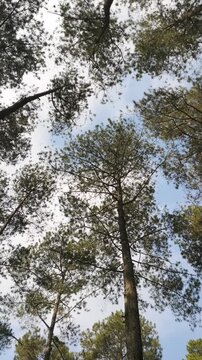 A row of tall towering pinus merkusii trees with branches and green leaves forming a natural canopy against the sky.