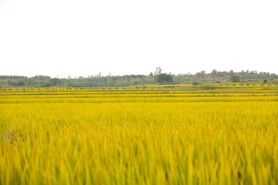 Golden Rice Fields Ready for Harvest - Farmers Laboring in Terraced Paddies