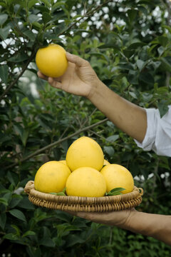 Fresh Yellow Citrus Fruit Harvest - Hand Picking Lemons from Tree with Wicker Basket