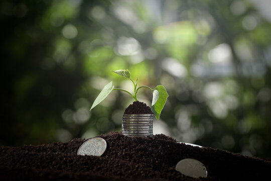 Green plant sprouting from coins representing growth and wealth investment concept