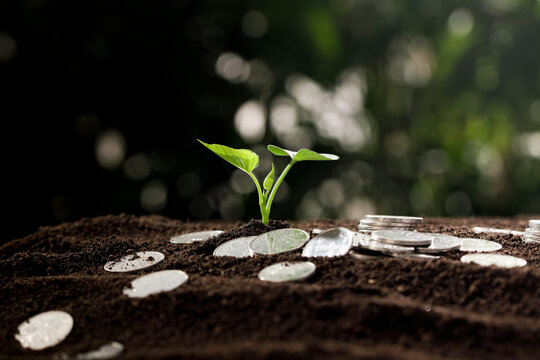 Green Seedling Growing from Coins in Soil - Financial Growth and Wealth Investment Concept