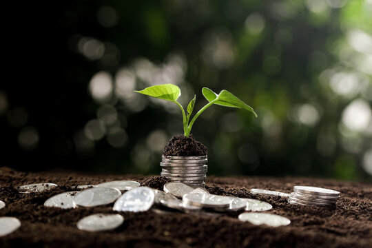 Plant Growing from Coins Stack - Financial Growth and Wealth Investment Concept