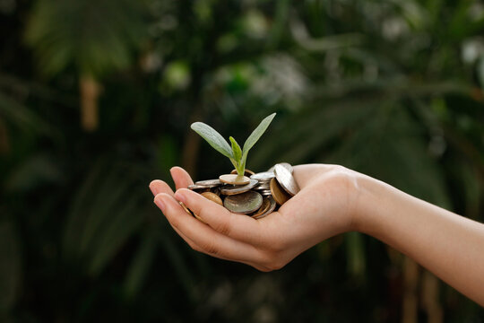 Golden coins with growing plant in cupped hands - wealth management and financial growth concept