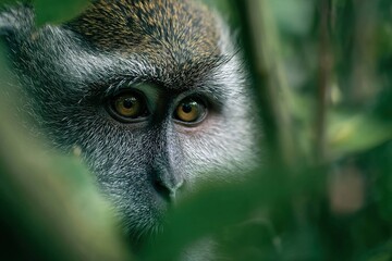 Fototapeta premium monkey behavior monitored through hidden cameras