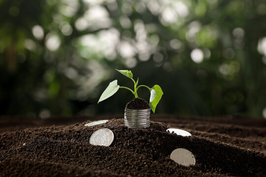 Financial Growth Concept - Plant Growing from Coins in Soil Representing Investment and Wealth Management Success