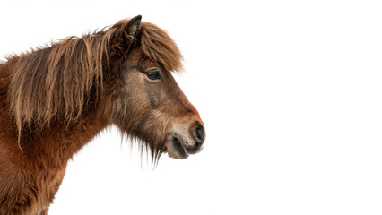 Cute profile portrait of small furry brown pony isolated on transparent background cut out © zubr-png