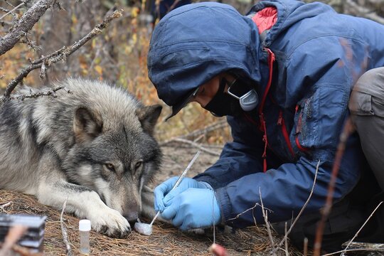 researcher taking DNA samples from wolf pack