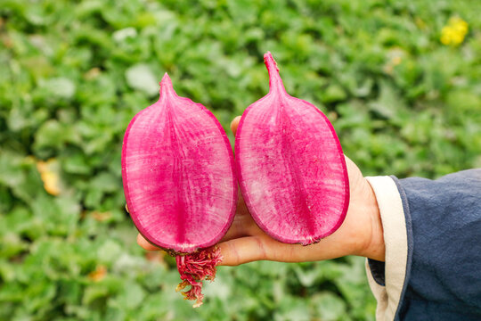 Fresh Weifang Watermelon Radish Halves with Purple Pink Interior Beauty
