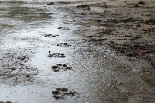 storm washing away last animal footprints
