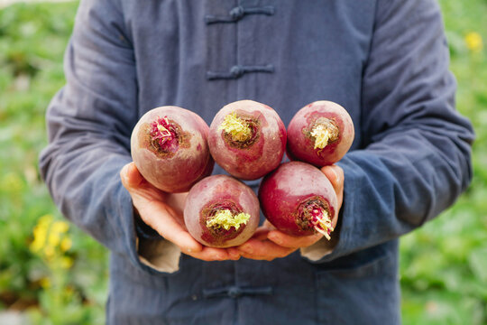Fresh Purple Radishes from Weifang - Delicious Organic Harvest Held in Hands Outdoors