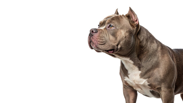 Strong muscular american pit bull terrier dog standing isolated on transparent background