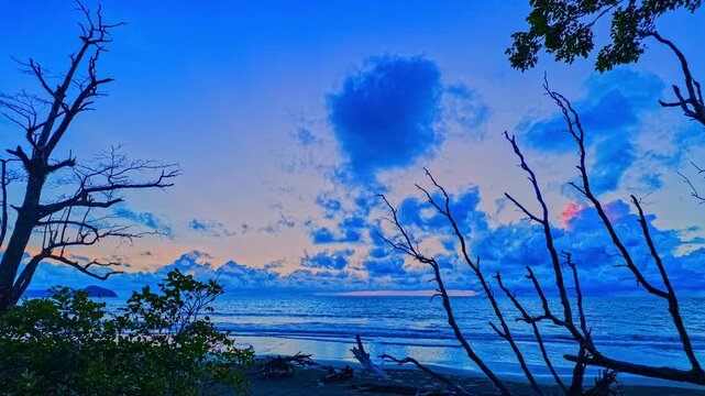 Massive tree stumps and fallen century-old coastal pine trees scattered across a tropical beach after years of relentless wave erosion, illustrating the powerful forces of nature 