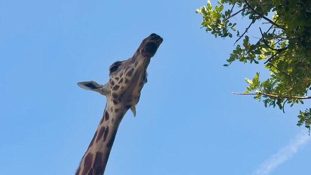 Tall giraffe feeding on fresh green leaves from a tree in bright daylight. Low angle wildlife footage highlighting the graceful movement of one of Africa's tallest mammals.