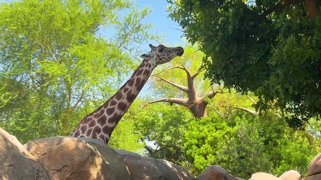 Tall giraffe feeding on fresh green leaves from a tree in bright daylight. Low angle wildlife footage highlighting the graceful movement of one of Africa's tallest mammals.