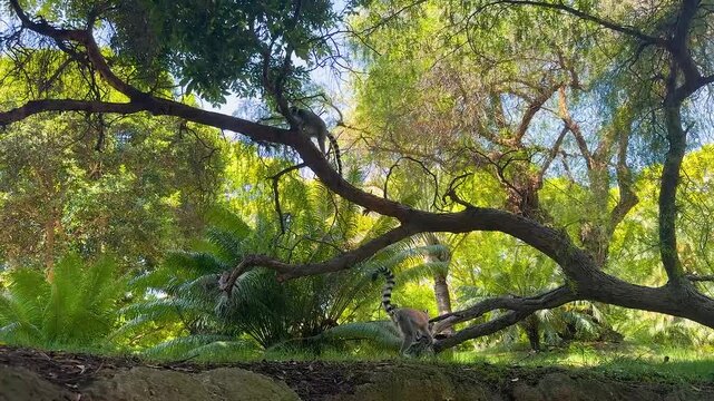 Ring tailed lemur walking across rocks beneath tropical trees in a green zoo habitat. Natural movement of an iconic primate captured in bright daylight.