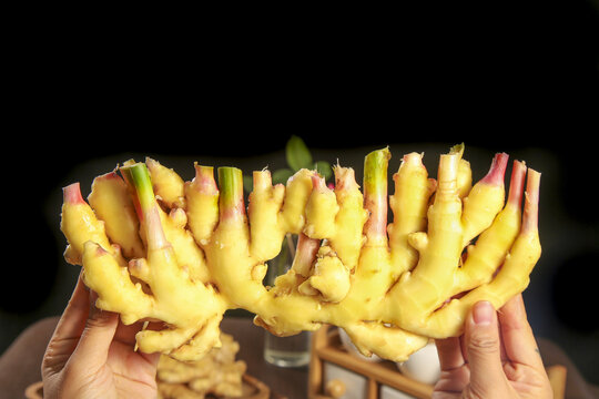 Freshly Dug Ginger Roots from Luoping Yunnan China Held in Hands